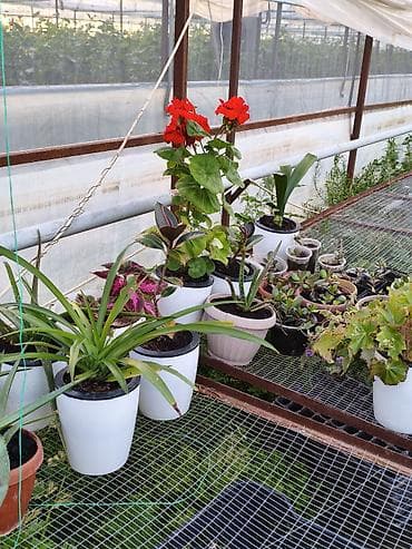 теплицы петуньи: Платная доставка — 3