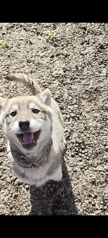 скворечник бишкек: Волкособы Сатылат. Бироо. ургаачы. 3 поколение. ото акылдуу — 1