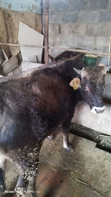 бык герафорд: Продаю | Бык (самец) | На откорм, На забой — 3