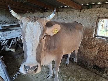 Животные: Продаю | Корова (самка) | Для молока | Привязанные — 6