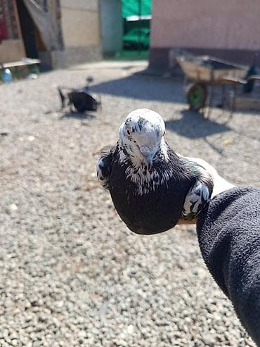 голуби животное: ЭКО 1000чом Голуби декоративные, пара. - Окрас: один светлый — 4