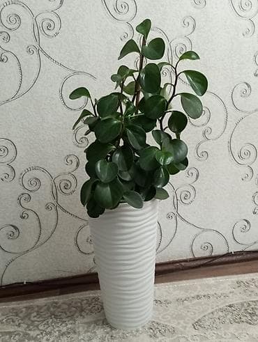 Пеперомия (Peperomia obtusifolia) в высоком декоративном кашпо. Продам