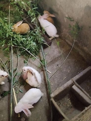 породистые кошки в добрые руки: Продаю | Крольчата | Для разведения — 2