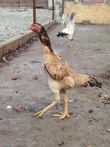 Электровелосипед, Б/у at lalafo.kg Электровелосипед, Б/у