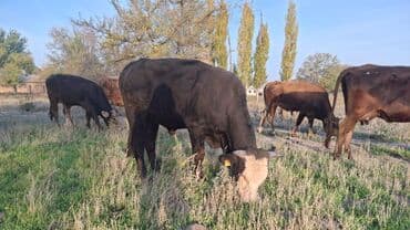 сколько стоит кролик домашний: Продаю | Бык (самец) | На откорм — 1