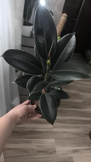 бетонные горшки: Комнатные растения в горшках 1) Фикуc эластика (Робуста) - Компактный — 2