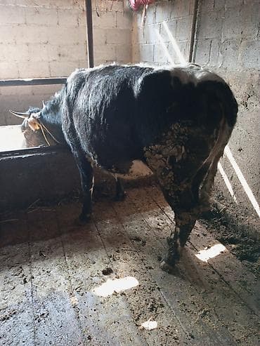карова талас: Продаю | Корова (самка), Тёлка — 3