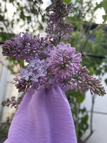 корзины для цветов: Букет сирени, нежно‑лиловые соцветия - Состав: свежесрезанные ветки — 7