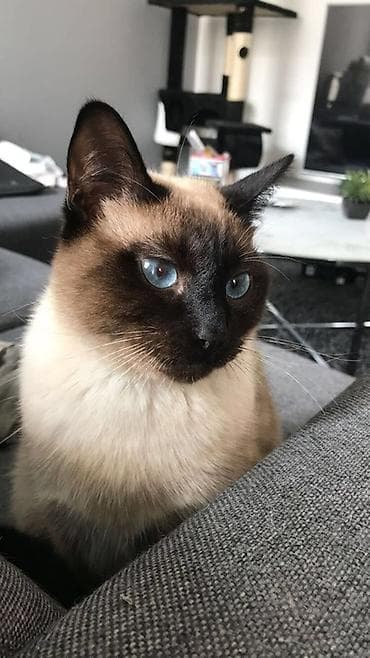 Үй жаныбарлары үчүн товарлар: Сиам, 1 жаш, Ургаачы, Эмделген — 2