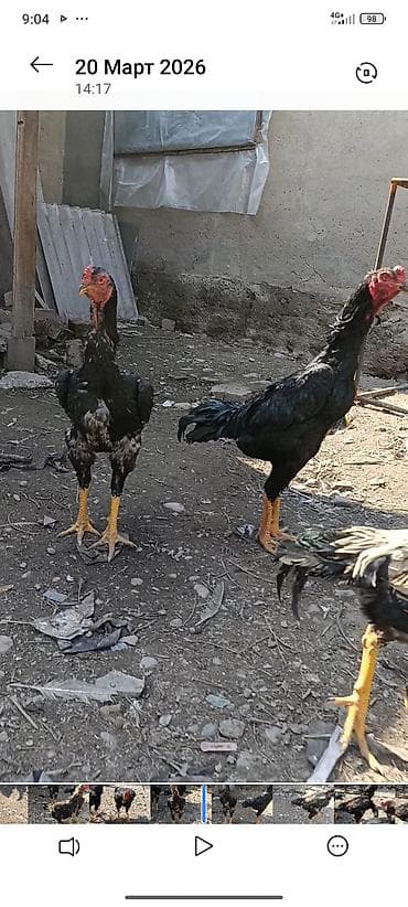куры брам: Продаю | Петух | Бойцовая | Для разведения — 4