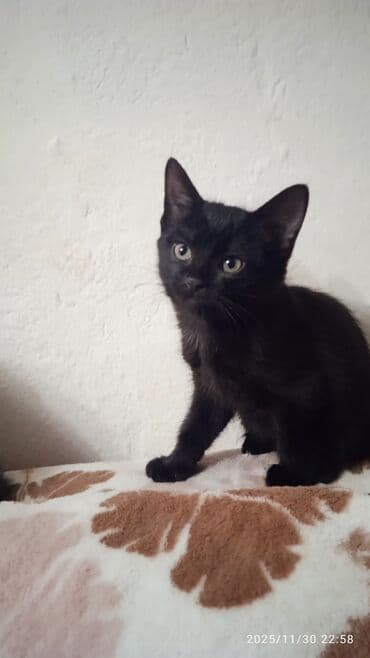 хочу купить кошку: Котята в добрые и ответственые руки. Кушают все и китекет тоже. Кашку — 5