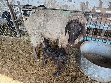 Кочкорлор, койлор: Сатам | Ургаачы кой (ургаачы) | Көбөйтүү үчүн | Ургаачы — 2