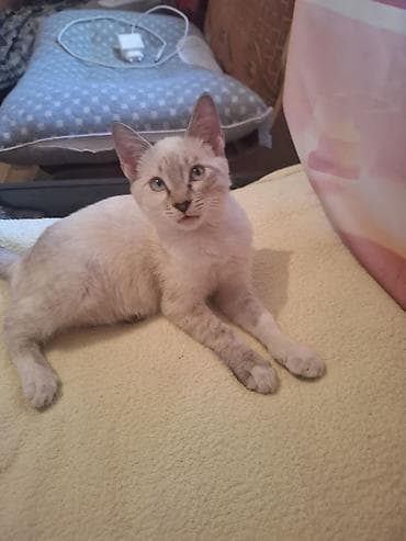 белый хаски: Кошка даром: Беспородная, 3 месяца, Девочка, Приучена к лотку — 3