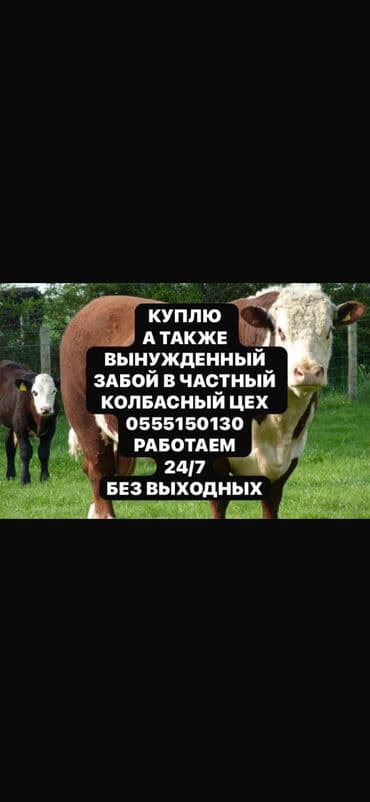разведение сельскохозяйственных животных: Куплю | Коровы, быки, Козы, козлы, Лошади, кони | Круглосуточно, Любое состояние, Забитый — 1