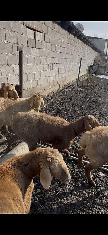 Птицы: Продаю | Овца (самка) | Для разведения | Матка — 3