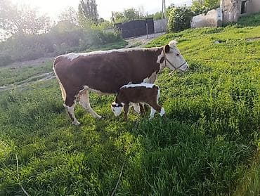 Продам с/х животных: Продаю | Корова (самка) | Герефорд | Для разведения | Привязанные — 1