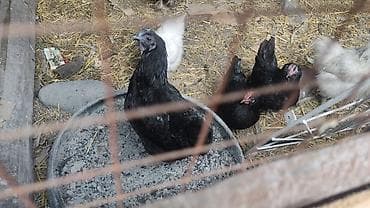 клетки для перепел: Продаю | Петух, Куры — 2