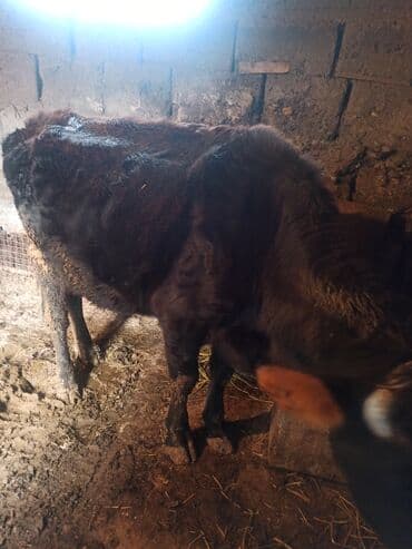 жугору бишкек: Сатам | Уй (ургаачы) | Аргын | Кысыр — 4