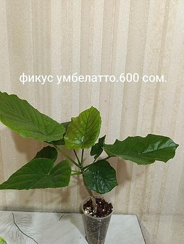 садовый декор: Фикус умбеллато (Ficus umbellata) - Декоративно-лиственное комнатное — 2