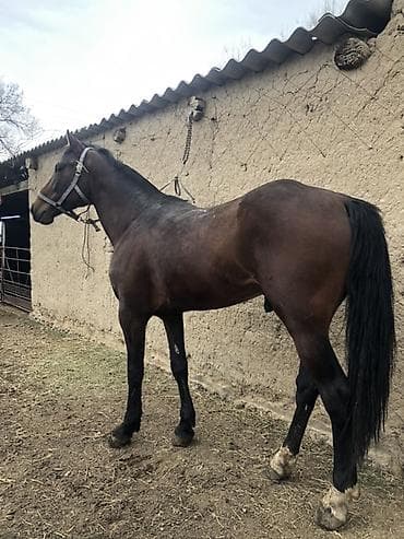 породы собак в бишкеке: Продаю | Конь (самец) | Полукровка, Английская | Для разведения, Конный спорт — 4