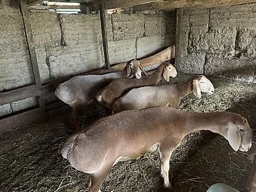 кой сойушка: Продаю | Овца (самка) | Арашан — 2