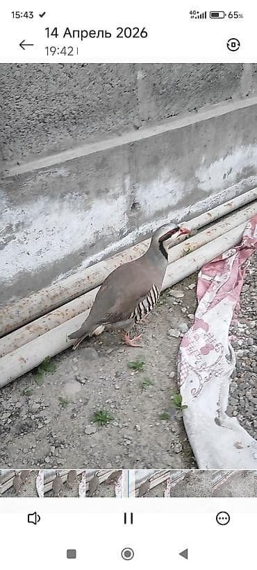 di store: ПРОДАЁТСЯ КУРАПАТКИ — 4