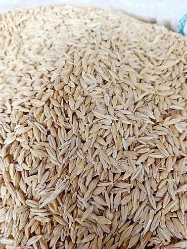 МДФ: Арпа ячмень Описание Арпа(ячмень) Оптом и в розницу! Оптовая цена — 2