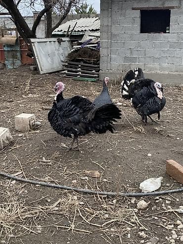 скупка животных: Продаю | Индюк (самец), Индюшка (самка) | Для разведения | Племенные — 4