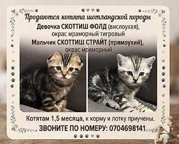 Скотиш Фолд (Шотландская вислоухая), 1 месяц, Девочка, Приучена к лотку