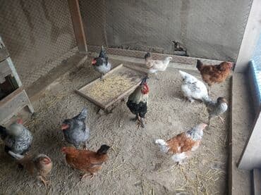 фазан бишкек: Продается домашние куры 13шт окончательная цена 450 — 1