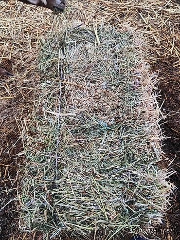 мал базар токмок: Чоп сатылат. беде. пресс. биринчи укос 1000тук. Панфиловский район — 2