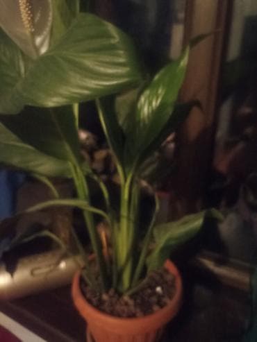 кальций для животных: Пр-ся комн цветок споцефиллиум — 2