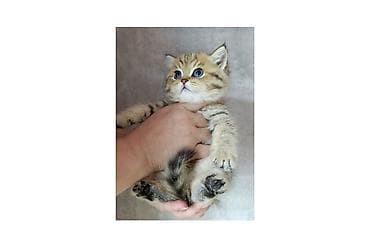 котенок в добрые руки: Скотиш Страйт (Шотландская прямоухая), 2 месяца, Мальчик, Золотая шиншилла, Приучена к лотку — 1