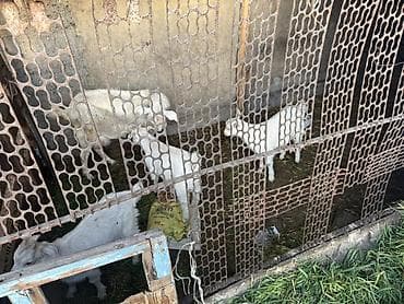 коровы молоко: Продаю | Козлёнок | Полукровка | Для молока | Осеменитель — 4