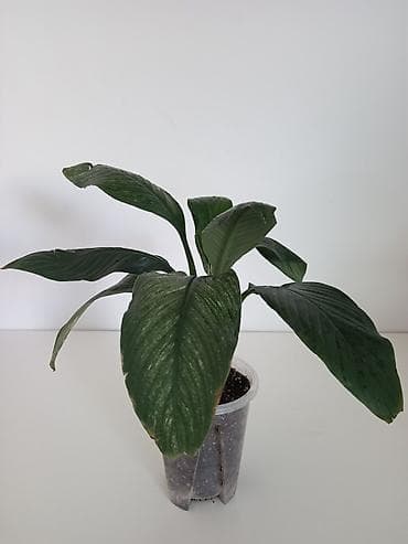 простой: Спатифиллум (Spathiphyllum), комнатное растение в горшке. - — 1