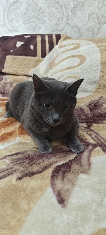 вислоухая кошка: Кошка даром: Русская голубая, более 5 лет, Мальчик, С прививками — 3