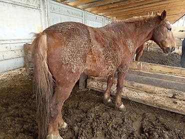 Продаю | Кобыла (самка), Конь (самец), Жеребенок | На забой, Рабочий
