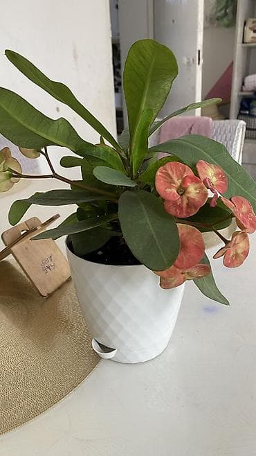 цветущие: Глоксиния (Sinningia speciosa) в горшке. - Крупные бархатистые — 6