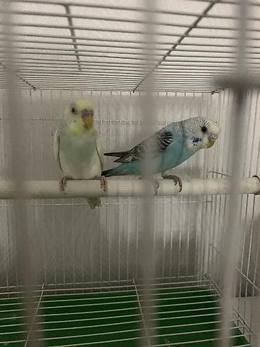Үй жаныбарлары: Волнистые попугаи (пара) с клеткой - Вид: волнистые попугайчики — 2
