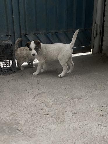 Отдам даром собаку: Щенок метис, среднего размера, возраст - 3 месяца Описание: - Окрас — 8