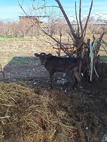 Продаю | Музоо, торпок | На откорм | Искусственник