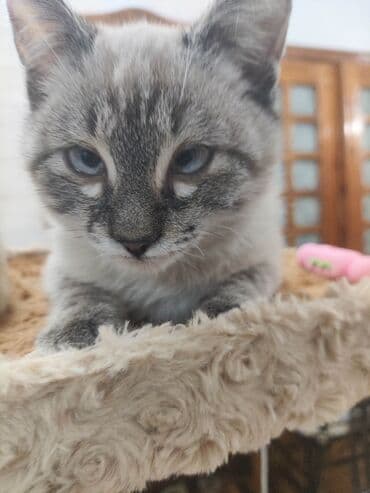 сколько стоит американская короткошёрстная кошка: Тайская, 3 месяца, Мальчик, С документами, Приучена к лотку — 6