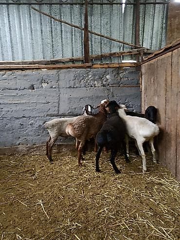 гуси линда: Продаю | Баран (самец) | На забой — 2