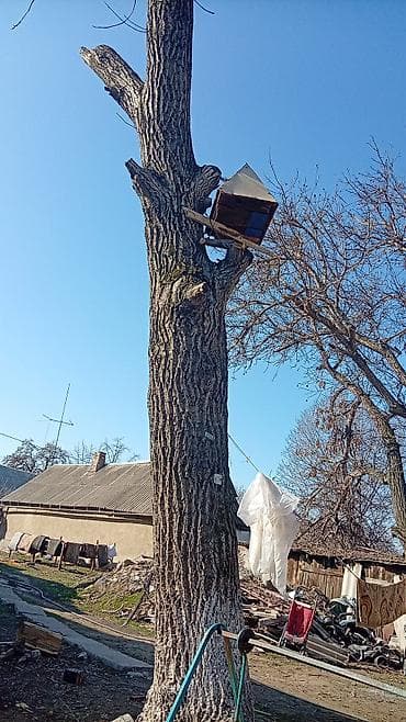 Дрова: Защитные сетки от птиц — 2