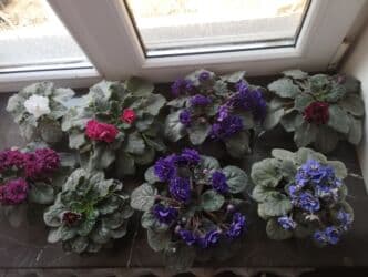 Продаю фиалки есть детки