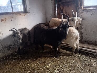 Кошки: Продаю | Козёл (самец) | На забой, Для разведения — 3