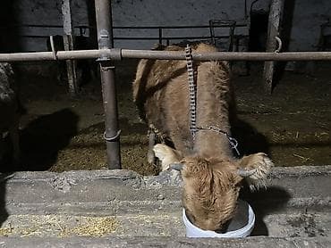 Кошки: Продаю | Корова (самка), Тёлка — 2