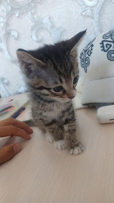d cat: Котёнок тигрового окраса отдам даром в добрые руки - Полосатый — 1