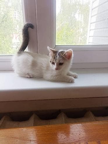 black cat: Котята - Возраст: примерно 1,5–2 месяца - Окрас: один бело-пятнистый — 2