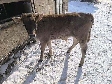 английский бульдог купить: Продаю | Бык (самец) | На откорм | Привязанные — 7